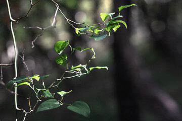 Wall Mural - Ivy twigs with small green leaves, illuminated by sunlight. A green ivy leaf on a dark blurry background. Green ivy leaves with white veins grow in the forest. Green climbing ivy. Selective focus.