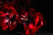 Red Tulips On The Red Background