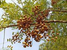 Sapindus Mukorossi, (Indian Soapberry) Dry Seeds On The Tree. 