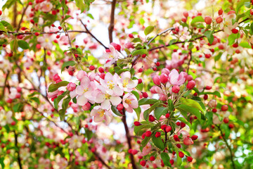 Wall Mural - Blooming pink white flowers on apple tree branches close up, red cherry flowers blossom, beautiful sakura garden, spring orchard in bloom, green leaves soft blurred background, summer sunny day nature