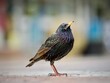 Starling Standing on a Pavement 