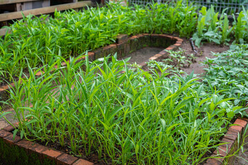 Fresh grown yam leaves, or sweet potato leaves