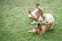 A Small Mixed-breed Tan-coloured Terrier-type Dog Plays With Its Rubber Bone On The Green Lawn