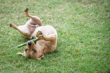 A Small Mixed-breed Tan-coloured Terrier-type Dog Plays With Its Rubber Bone On The Green Lawn