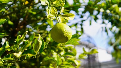 Green summer mandarin oranges beginning to ripen