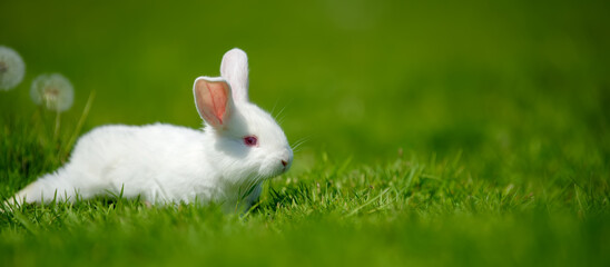 Wall Mural - Funny little white rabbit on spring green grass with dandelion