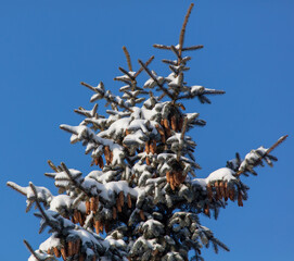 Sticker - Branches of a coniferous tree in the snow against a blue sky.