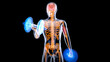 Leinwandbild Motiv 3D Illustration of an Anatomy of a X-ray man doing Biceps Curls
