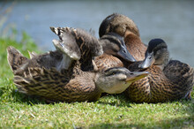 Four Ducks Snuggle On The Lawn Together