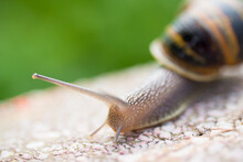 A Closeup Of A Snail On Blurry Background