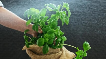 Poster - Girl hands spraying leaves on basil bush on a dark background