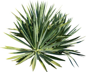 Aufkleber - Isolated cutout PNG of a cactus on a transparent background