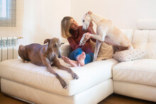 Happy Woman With Spanish Greyhounds Sitting On Sofa At Home