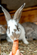 Hand Of Farmer Feeding Carrot To Rabbit