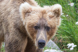 Fototapeta Big Ben - A wild coastal brown bear catching fish in the river in Katmai National Park (Alaska).