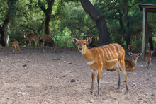 Herd Of Red Striped Forest Antelope Sitatunga