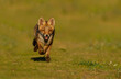 Red fox cub running and having fun.