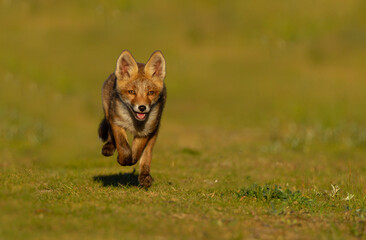 Canvas Print - red fox cub running and having fun.