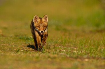 Canvas Print - red fox cub running and having fun.