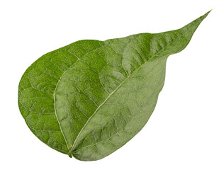 Poster - Green leaf from beans