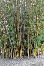 Grove Of Fairyland Or Golden Or Fishpole Bamboo-Phyllostachys Aurea. Yungaburra-Australia-274