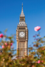 Detail Of Big Ben With Clock Against Pink Roses In London, England, UK