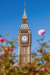Fototapete - Detail of Big Ben with clock against pink roses in London, England, UK