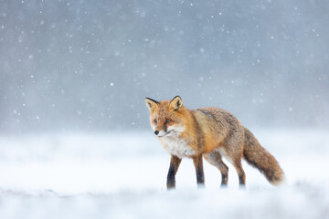 Wall Mural - Mammals - European Red Fox (Vulpes vulpes)