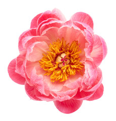 Sticker - Single pink peony flower isolated on white background