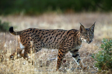 Sticker - The Iberian lynx (Lynx pardinus), young lynx in yellow grass. Young Iberian lynx in the autumn landscape.