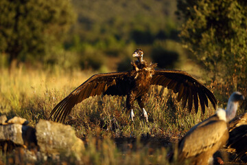 Poster - The cinereous vulture (Aegypius monachus) also known as the black vulture, monk or Eurasian black vulture, an adult large vulture jumps to its prey.