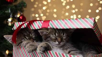 Wall Mural - Two Cat sleeps in the Cristmas Gift box