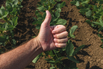 Wall Mural - Soybean farmer gesturing thumbs up hand sign for approval in perfectly clean crop field