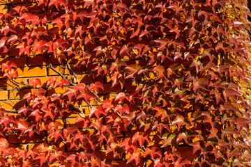 Wall Mural - Close-up of red and golden colorful Parthenocissus tricuspidata 'Veitchii' or boston ivy. Grape ivy, Japanese ivy or Japanese creeper leaves covered wall as natural background.