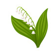 Vector illustration, White flower lily of the valley, also called Convallaria majalis, isolated on a white background.