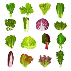 Wall Mural - Set of different types of fresh leaves for salad. Culinary herbs for cooking cartoon vector