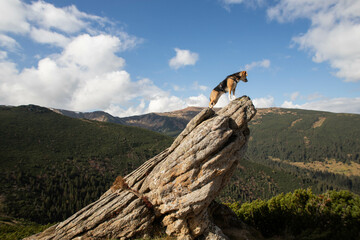 a beagle dog stands on top of a stone mountain