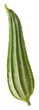 angled luffa isolated, also known as ridged gourd or chinese okra, whole healthy vegetable