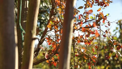 Wall Mural - Red leaves in autumn