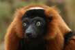 Portrait of a Red Ruffed Lemur
