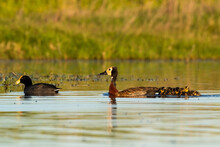 White Faced Whistling Duck , With Chicks And White Winged Coot, La Pampa Province, Patagonia, Argentina.