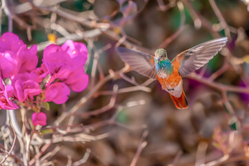 Wall Mural - A hummingbird hovers over the flower