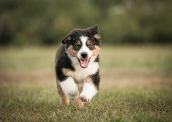 Sticker - Australian Shepherd puppy running in a meadow