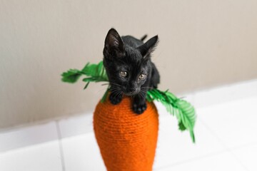 Sticker - Cute Bombay cat on an orange carrot scratcher