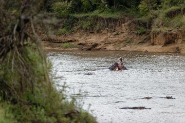 Poster - Closeup of hippos fighting in the water of the Mara River in the Masai Mara, Kenya