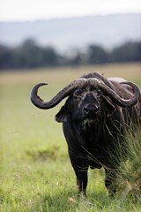 Sticker - Vertical closeup of an African buffalo (Syncerus caffer) eating in the Masai Mara, Kenya