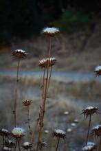 Vertical Closeup Of Dried Plume Thistles (Cirsium) In A Field Against A Blurred Background
