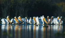 Pelicanos Americanos 