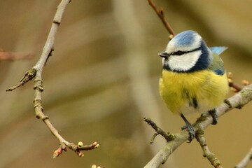 Sticker - Macro shot of a Parus, a multicolor-feathered bird, standing on a tree branch in a blurred park