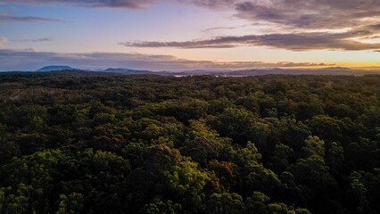 Poster - Scenic view of forest landscape near Port Macquarie in New South Wales, Australia